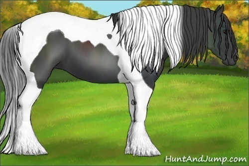 Horse Color:Black Tobiano 