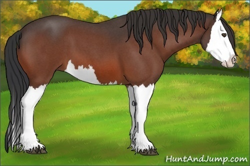 Horse Color:Bay Roan Splash 