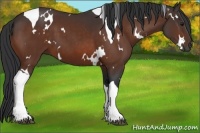Horse Color:White Spotted Bay Tobiano
