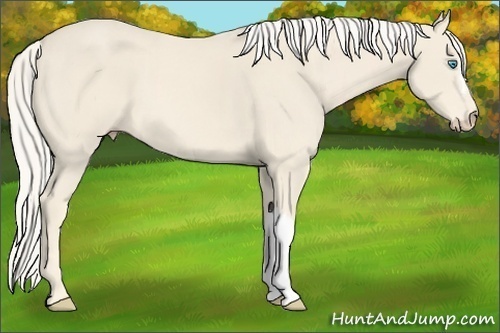 Horse Color:Cremello 