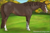 Horse Color:Liver Chestnut Sabino