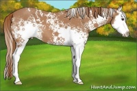 Horse Color:White Spotted Red Roan Splash