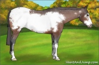 Horse Color:Bay Sabino Frame Appaloosa 