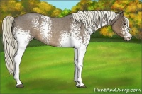Horse Color:White Spotted Liver Red Roan