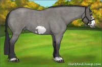 Horse Color:Grullo Roan Frame