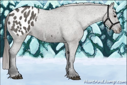 Horse Color:Grullo Appaloosa 