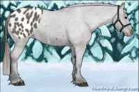 Horse Color:Grullo Blanket 