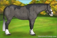 Horse Color:Grullo Sabino Splash