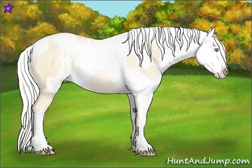 Horse Color:Palomino Roan Pearl  and Palomino Roan Pearl Appaloosa 