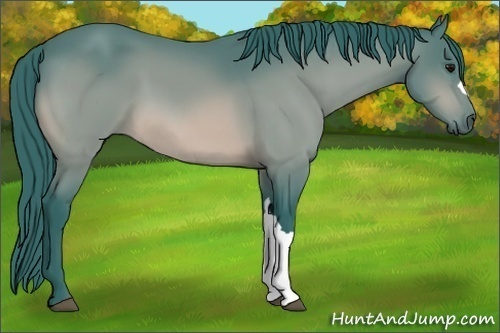 Horse Color:Watercolor Bay 