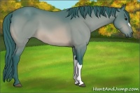 Horse Color:Watercolor Bay 