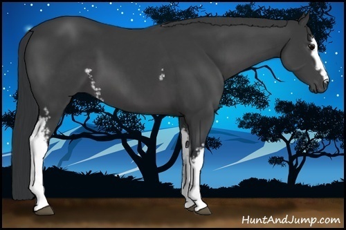 Horse Color:White Spotted Black