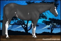 Horse Color:White Spotted Black