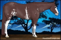 Horse Color:White Spotted Chocolate Black Sabino 