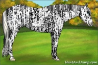 Horse Color:ERROR: UNKNOWN ANOMALY and Buckskin Roan Pearl Appaloosa