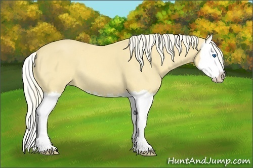 Horse Color:Palomino Splash 