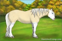 Horse Color:Palomino Splash