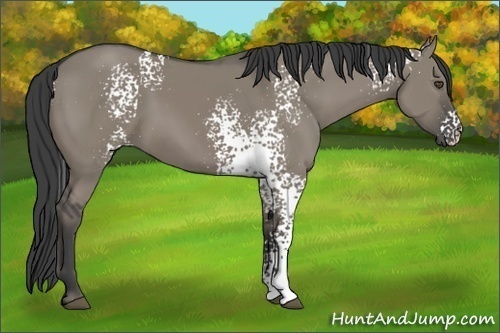 Horse Color:White Spotted Smoky Grullo 