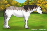 Horse Color:White Spotted Bay Roan Splash Appaloosa  and Bay Roan Splash Rabicano 