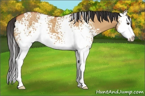 Horse Color:White Spotted Bay Dun Splash 