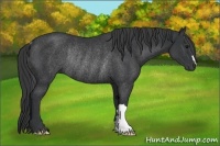 Horse Color:Black Rabicano 