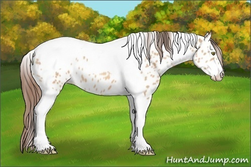 Horse Color:Amber Champagne Tobiano Near Leopard