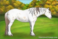 Horse Color:Amber Champagne Tobiano Near Leopard