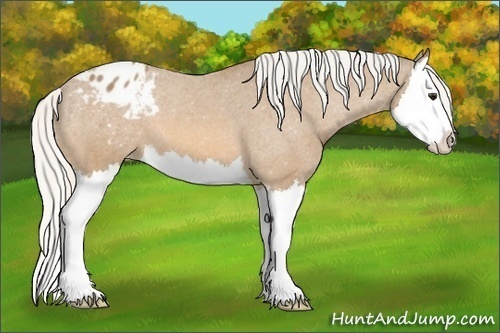 Horse Color:Silver Buckskin Splash Appaloosa