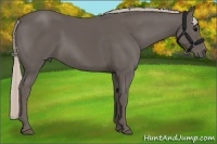Horse Color:Silver Black Sabino