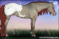 Horse Color:Painted Liver Red Dun Appaloosa 