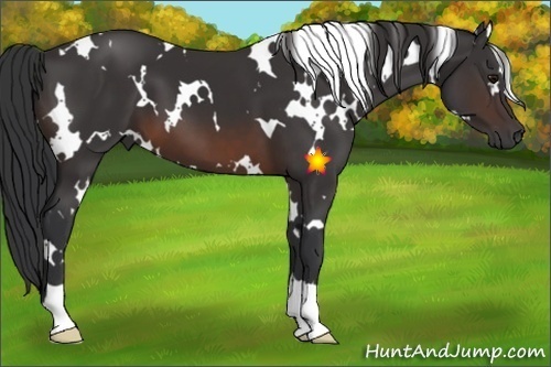 Horse Color:White Spotted Brown 