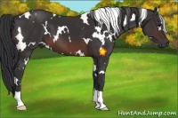 Horse Color:White Spotted Brown 