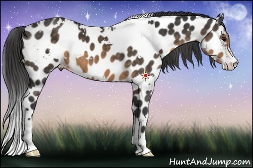 Horse Color:White Spotted Buckskin Appaloosa 