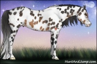 Horse Color:White Spotted Buckskin Appaloosa 