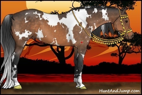 Horse Color:White Spotted Buckskin 