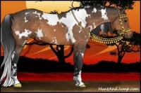 Horse Color:White Spotted Buckskin 