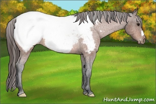 Horse Color:Bay Appaloosa Rabicano