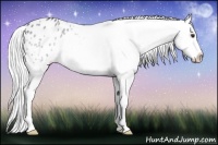 Horse Color:Smoky Blue Chinchilla Roan Appaloosa 