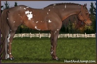 Horse Color:White Spotted Liver Chestnut 