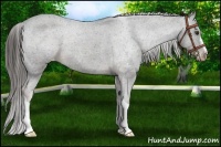 Horse Color:Liver Chestnut Appaloosa 