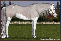 Horse Color:Bay Splash Appaloosa 