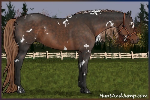 Horse Color:White Spotted Liver Chestnut 