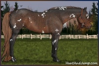 Horse Color:White Spotted Liver Chestnut 