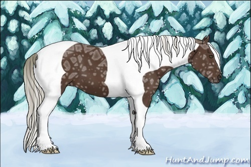 Horse Color:Liver Chestnut Ice Tobiano Frame