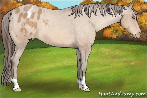 Horse Color:Amber Champagne Appaloosa 