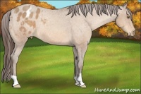 Horse Color:Amber Champagne Appaloosa