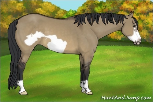 Horse Color:Brown Dun Frame 