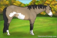 Horse Color:Brown Dun Frame 