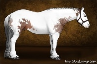 Horse Color:Bay Splash Tobiano Rabicano