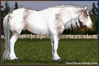 Horse Color:White Spotted Bay Splash Tobiano